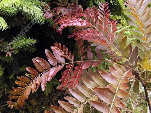 Gleditsia triacanthos 'Rubylace'